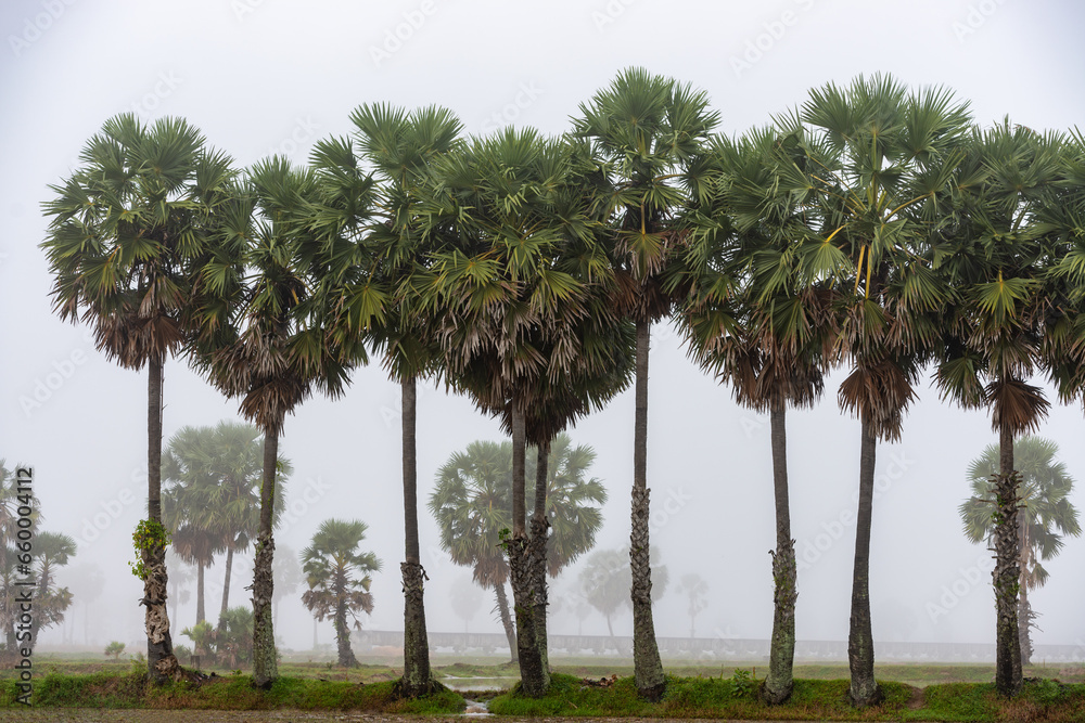 Ta Pa rice fields are beautiful in the morning, interspersed with beautiful and peaceful jaggery trees in the border delta of Vietnam Ta Pa rice fields are beautiful in the morning, interspersed with beautiful and peaceful jaggery trees in the border delta of Vietnam