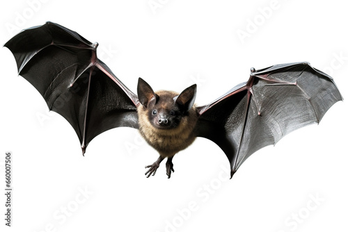 bat isolated on white background,A photo realistic image of a bat in flight