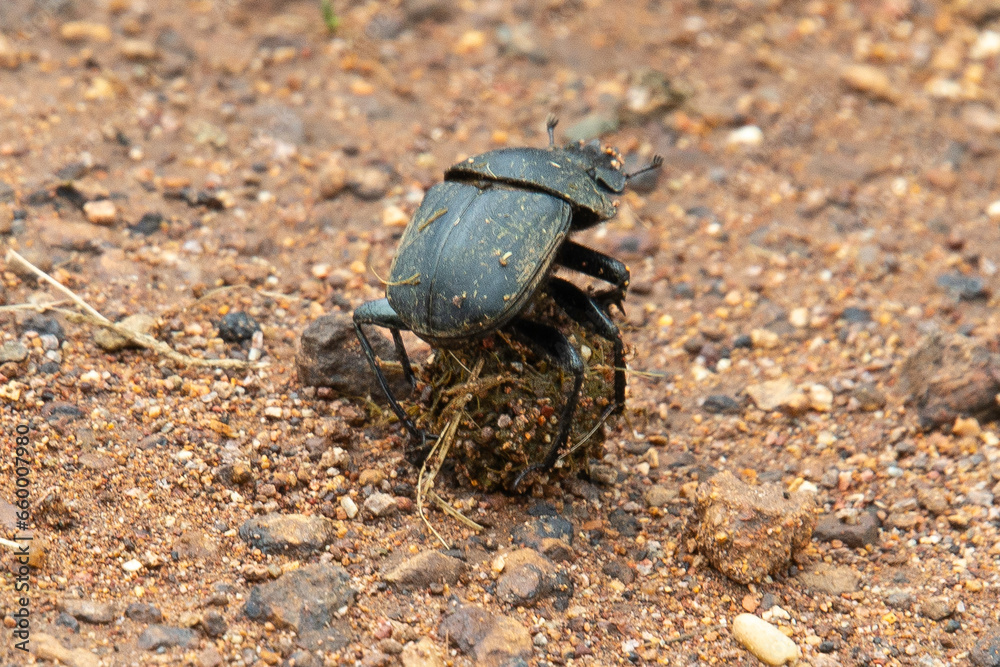 Scarabée sacré, bousier, Scarabaeus sacer, Parc national Kruger, Afrique du Sud