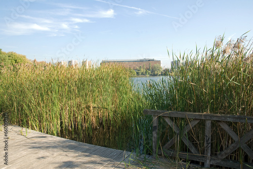 Fototapeta Naklejka Na Ścianę i Meble -  Phragmites australis, Roseau , Lac de Creteil, Parc départemental du Val de Marne, 94, Val de Marne, France