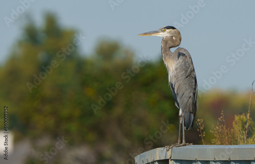 Great Blue Heron launching into flight from side of lake. Fishers, Indiana. 