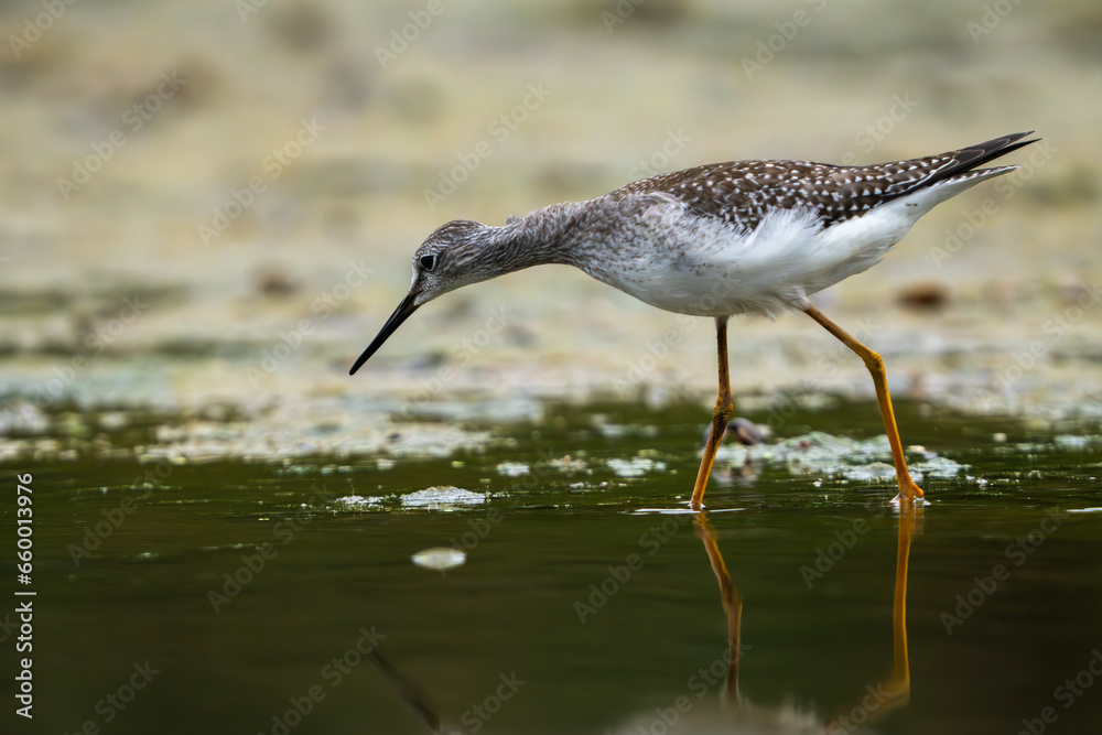 Obraz premium Sandpiper on the shore of a lake in morning light. summer in Fishers, Indiana.