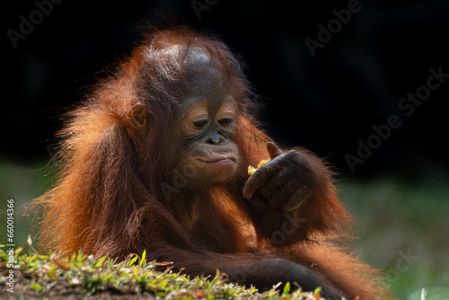 a baby bornean orangutan, pongo pygmaeus, making funny and cute facial expression