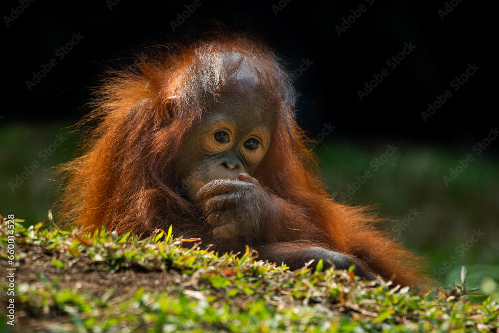 a baby bornean orangutan, pongo pygmaeus, making funny and cute facial expression a baby bornean orangutan, pongo pygmaeus, making funny and cute facial expression