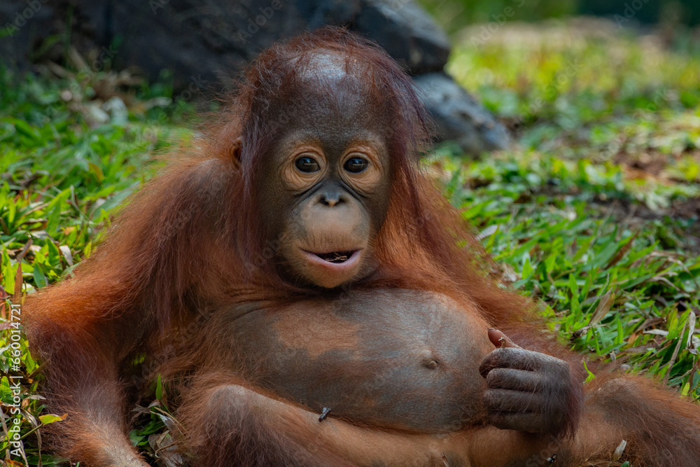 a baby bornean orangutan, pongo pygmaeus, making funny and cute facial expression a baby bornean orangutan, pongo pygmaeus, making funny and cute facial expression