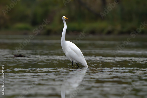 Great White Egret scouring and stalking lake for fish in the morning light, Fishers, Indiana, Summer. 