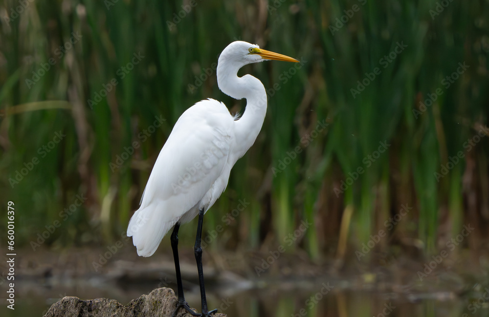 Great White Egret scouring and stalking lake for fish in the morning light, Fishers, Indiana, Summer. Great White Egret scouring and stalking lake for fish in the morning light, Fishers, Indiana, Summer.