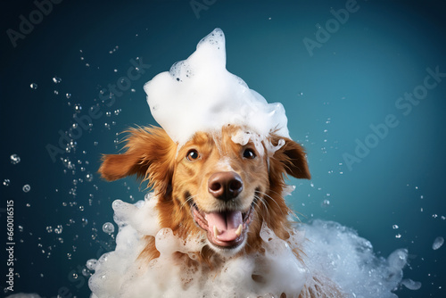 Smiling wet puppy dog taking bath with soap bubble foam on head , Just washed cute dog on blue background, goods for treatment for domestic pets, grooming salon