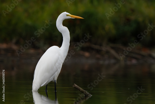 Great White Egret scouring and stalking lake for fish in the morning light, Fishers, Indiana, Summer.  © Ryan