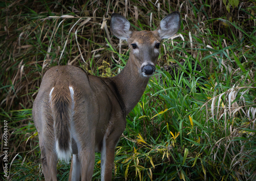 Deer grazing by Creekside in morning light, summer, Fishers, Indiana. Deer grazing by Creekside in morning light, summer, Fishers, Indiana.
