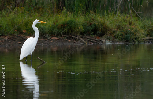 Great White Egret scouring and stalking lake for fish in the morning light, Fishers, Indiana, Summer. 