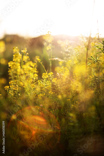 Yellow beautiful wildflowers in the rays of the sun