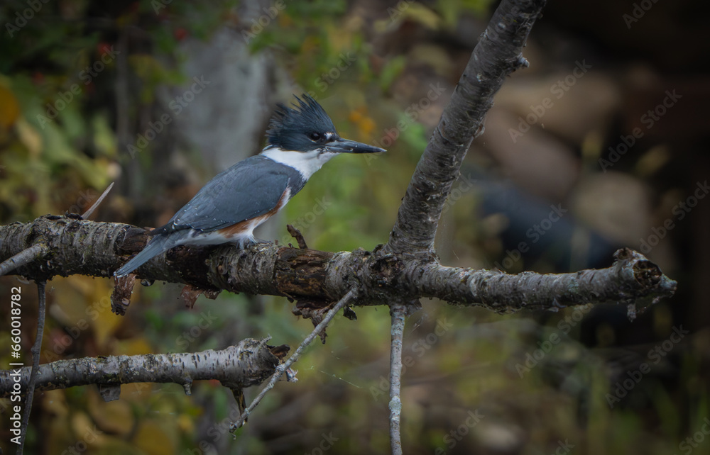 Kingfisher sitting by lake in morning light, summer, Fishers, Indiana.
