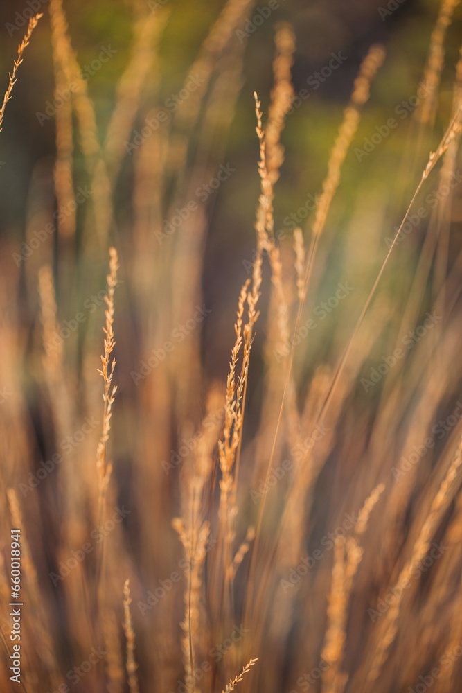 ears of field plants in the rays of the sun close-up ears of field plants in the rays of the sun close-up