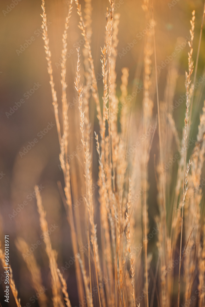 Fototapeta premium ears of field plants in the rays of the sun close-up