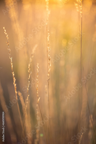 ears of field plants in the rays of the sun close-up
