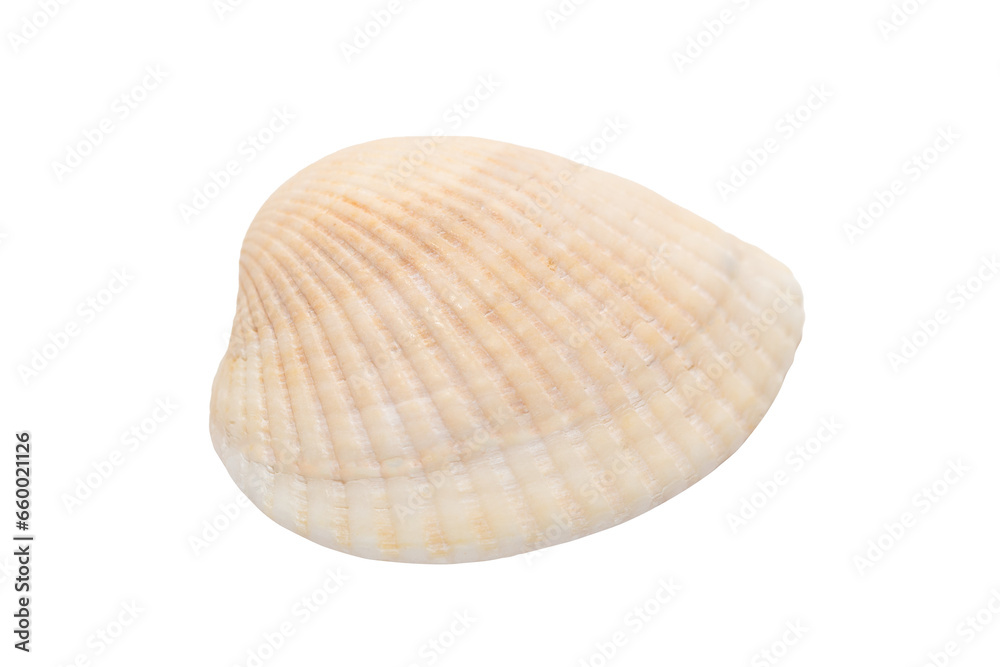 Seashell isolated on a transparent background. PNG. Seashell isolated on a transparent background. PNG.