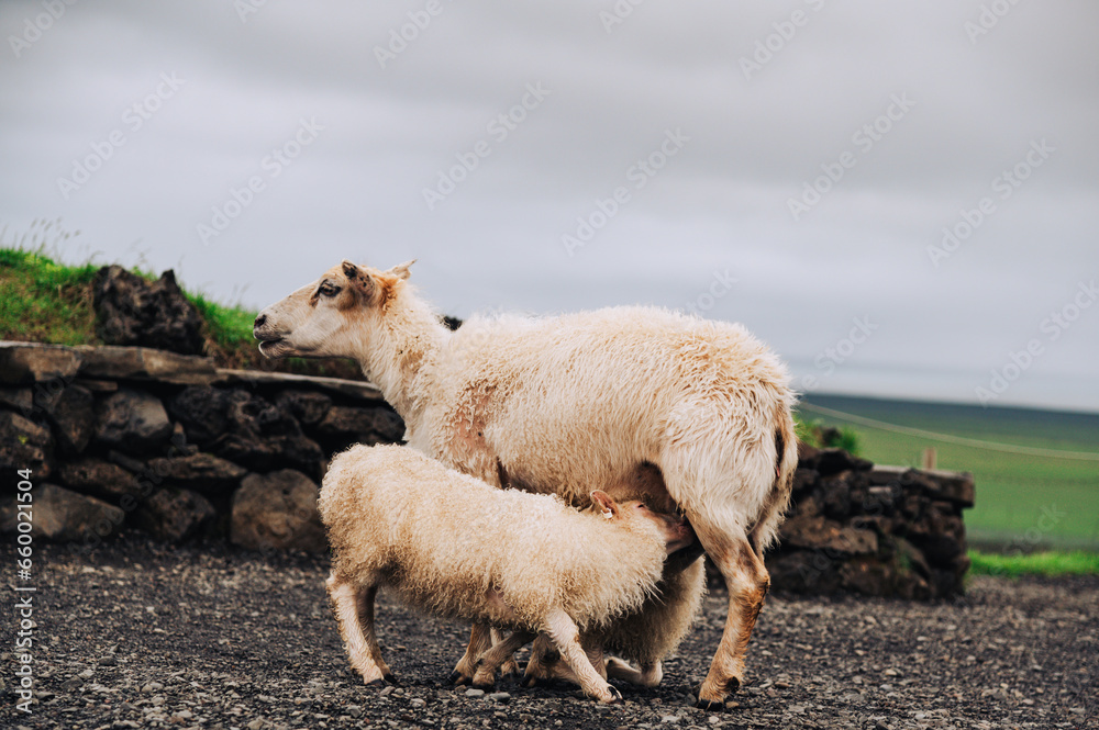 Picture of a sheep feeding her baby sheep.