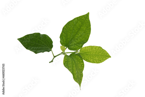 Piper sarmentosum Wildbetal leafbush isolated