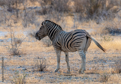 A view a Zebra in the early morning light in the Etosha National Park in Namibia in the dry season