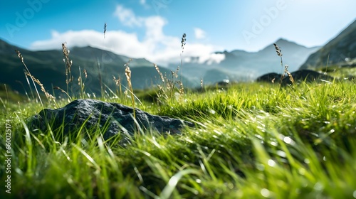 Wallpaper Mural Close up of green Grasses in the Mountains. Beautiful natural Background Torontodigital.ca