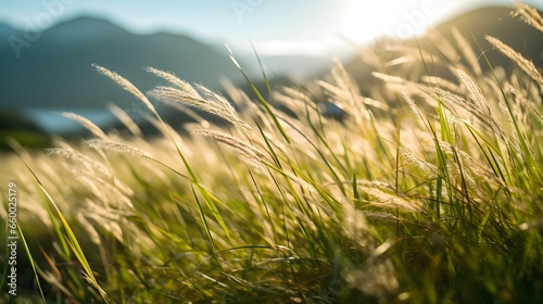 Close up of green Grasses in the Mountains. Beautiful natural Background