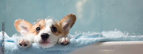 banner Smiling puppy little corgi dog after bath soap bubble foam wrapped in white towel, Just washed cute dog at home, copyspace.