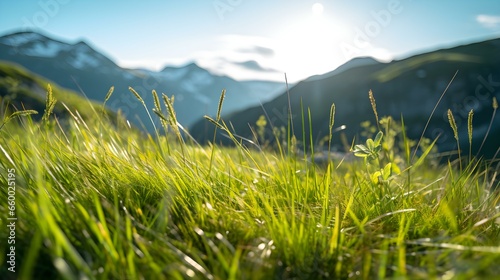 Wallpaper Mural Close up of green Grasses in the Mountains. Beautiful natural Background Torontodigital.ca
