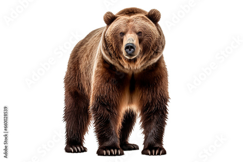 Bear isolated on a transparent background. Animal front view portrait. 