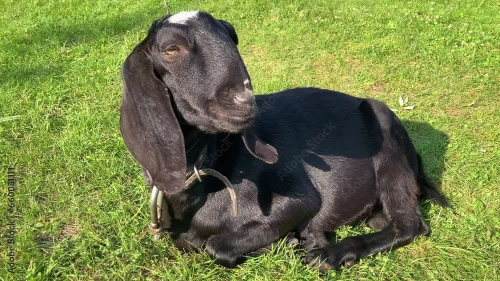 Black Nubian goat lies on the grass, looking at the camera