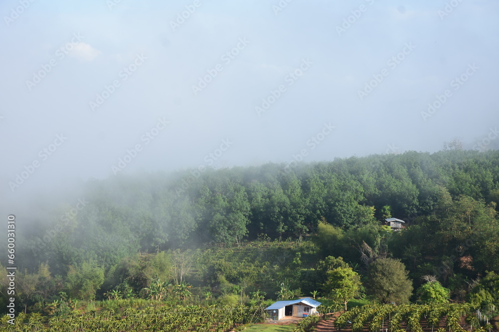 Foggy Morning mist at a farm in northern Thailand.