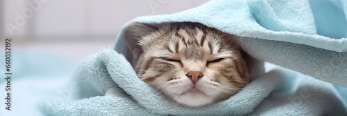 banner happy wet cat wrapped in blue towel after bath at home, kitten washed, cute kitten, goods for treatment for domestic pets, grooming salon. photo