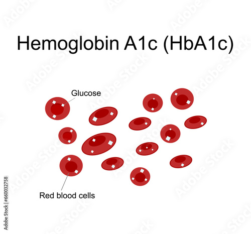 The picture represents a diagram of Hemoglobin A1c (HbA1c) that shows hemoglobin of red blood cell are bound with Glucose.