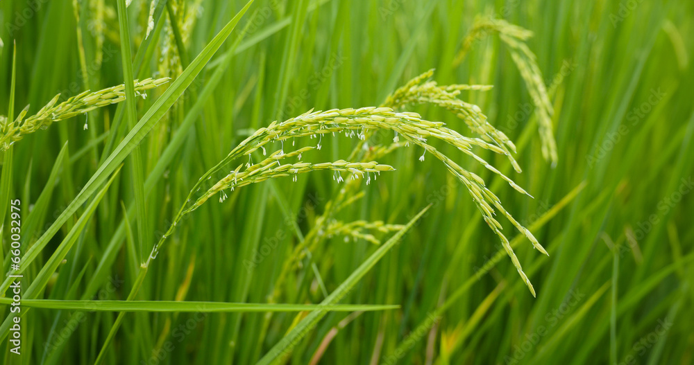 Close up Beautiful Fresh young green rice field and ear of rice. Close up Beautiful Fresh young green rice field and ear of rice.