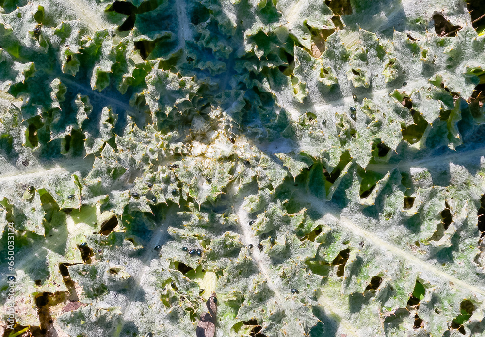 Onopordum acanthium (cotton thistle, Scotch thistle), rosette of leaves in spring in the wild Onopordum acanthium (cotton thistle, Scotch thistle), rosette of leaves in spring in the wild