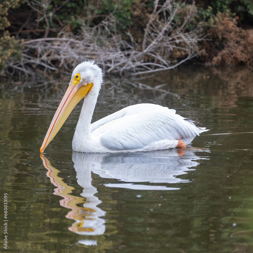 American White Pelican Adult Swimming at the Marsh. Emily Renzel Wetlands, Santa Clara County, California, USA. American White Pelican Adult Swimming at the Marsh. Emily Renzel Wetlands, Santa Clara County, California, USA.
