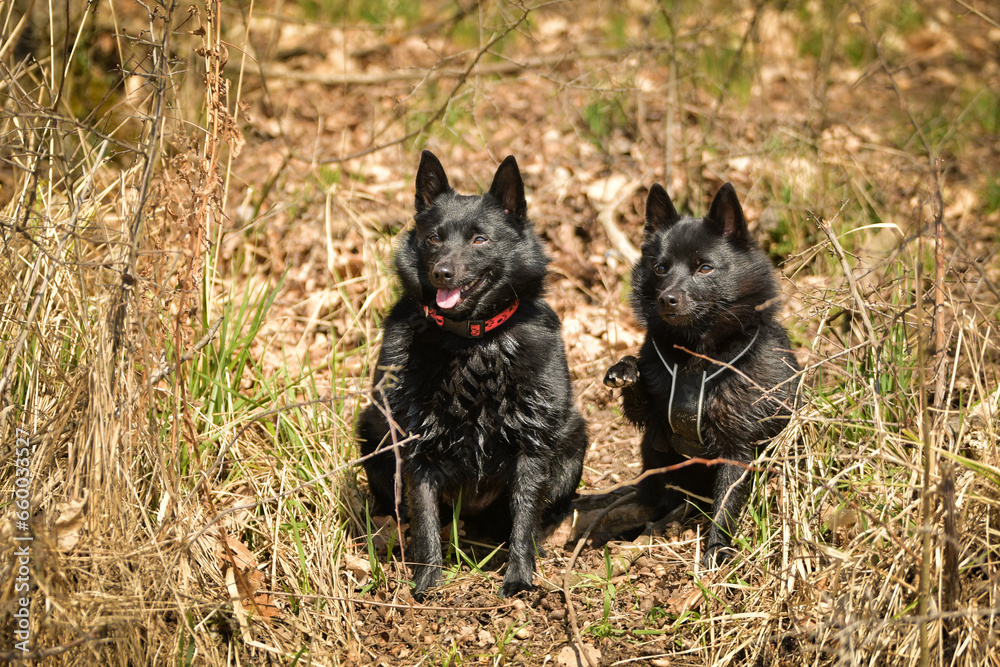 portrait of two schipperke are sitting in grass. autumn sunny day in nature.