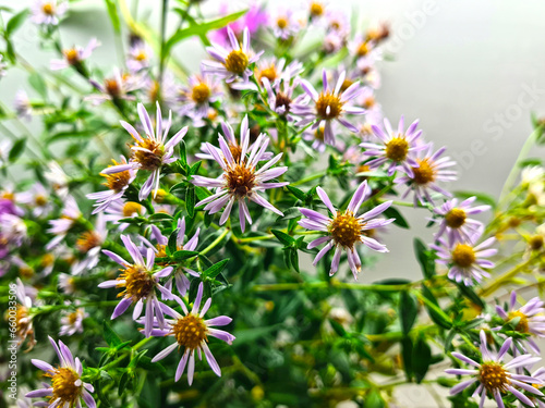 Canvas Print Bouquet of beautiful wild flowers Asters.