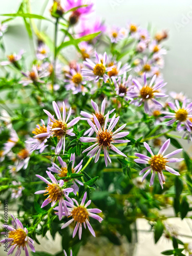 Photography Bouquet of beautiful wild flowers Asters.