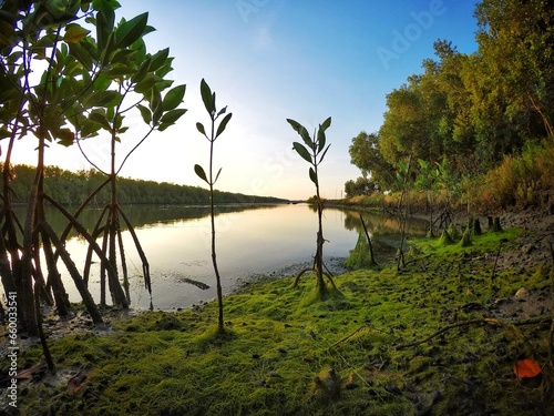 early morning in the mangroves forest.