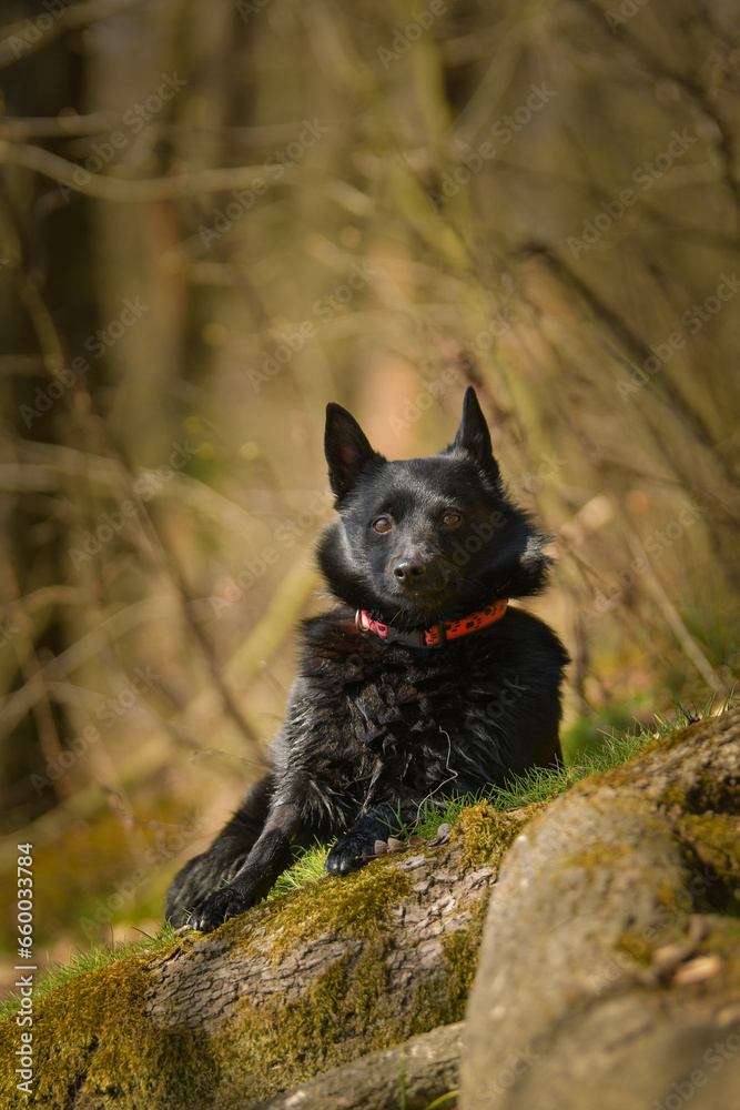 Young female of schipperke is sitting in grass. She has so nice face. She is so patient model.