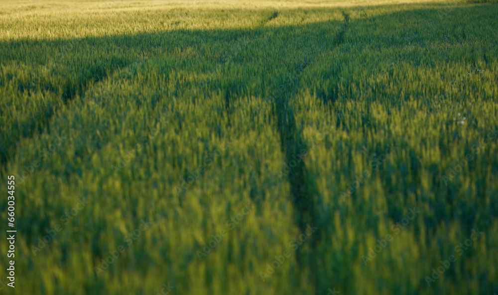 Afternoon sun shines to green young wheat field, shallow depth of field detail, only few leaves and stalks in focus Afternoon sun shines to green young wheat field, shallow depth of field detail, only few leaves and stalks in focus