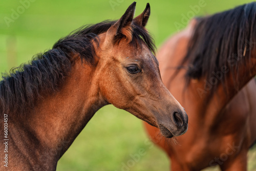 Small brown Arabian horse foal closeup detail to head another animal near  blurred green grass background