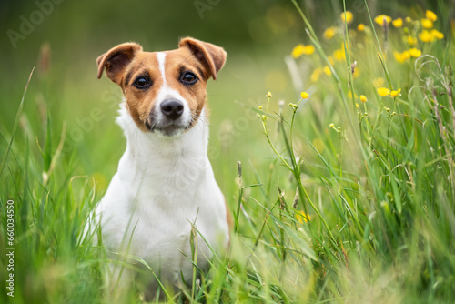 Valokuvatapetti Small Jack Russell terrier sitting on meadow in spring, yellow flowers near
