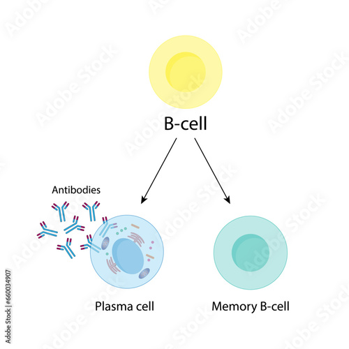 B-cell leukocytes. Plasma cell and memory B cell. b cell differentiation, antigen stimulation of surface receptor, plasma cell producing monoclonal antibodies. Vector illustration.