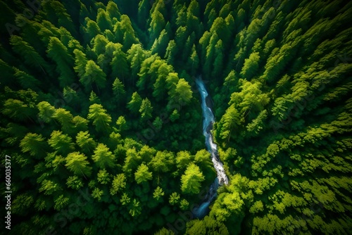 From below amazing view of high verdant woods.