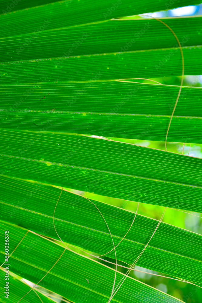 Striped texture of green palm leaf, natural background