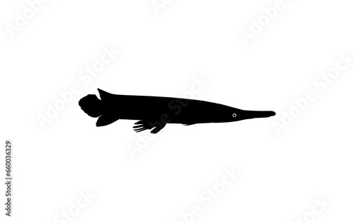 Alligator Fish Silhouette, can use for Art Illustration Logo Gram, Pictogram, Website, or Graphic Design Element. Vector Illustration photo