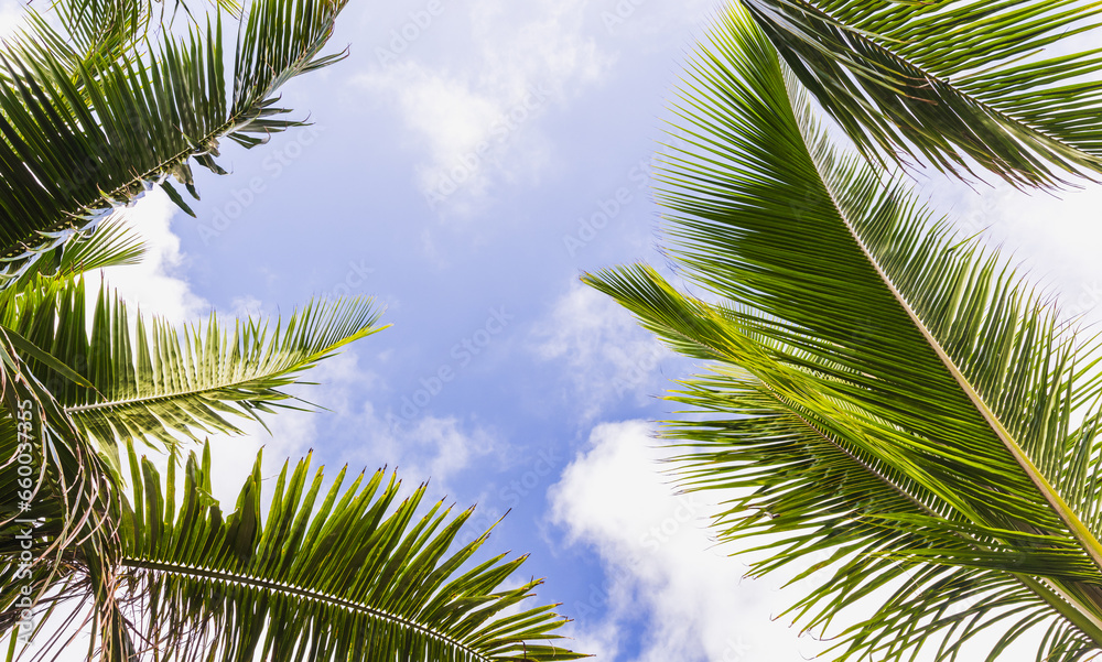 Fototapeta premium Coconut palm tree leaves are under blue cloudy sky