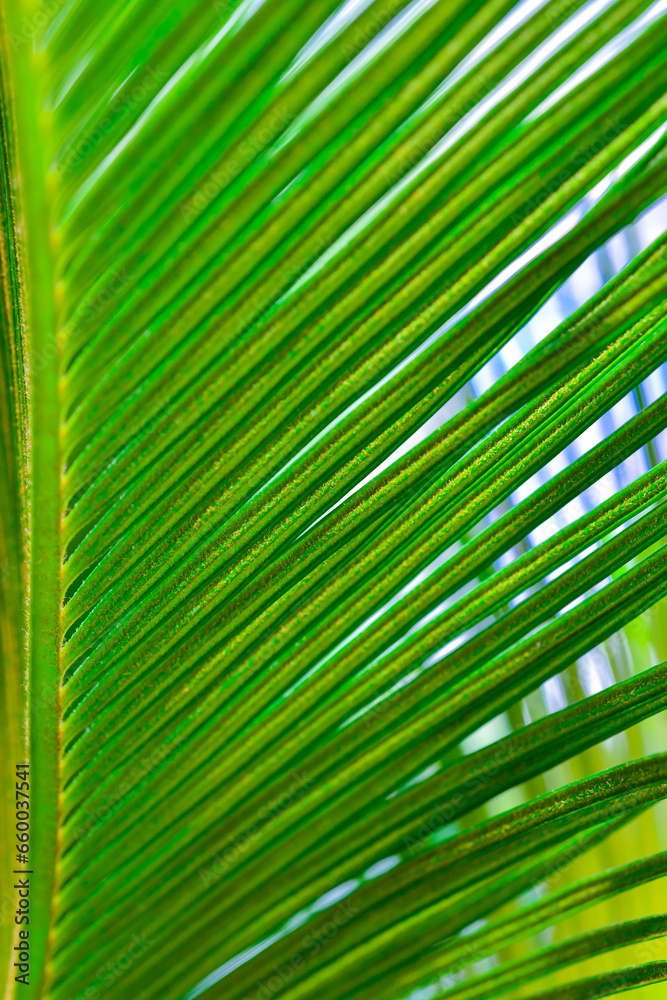Close-up, Striped texture of green Cycas circinalis leaf, natural leaves background Close-up, Striped texture of green Cycas circinalis leaf, natural leaves background